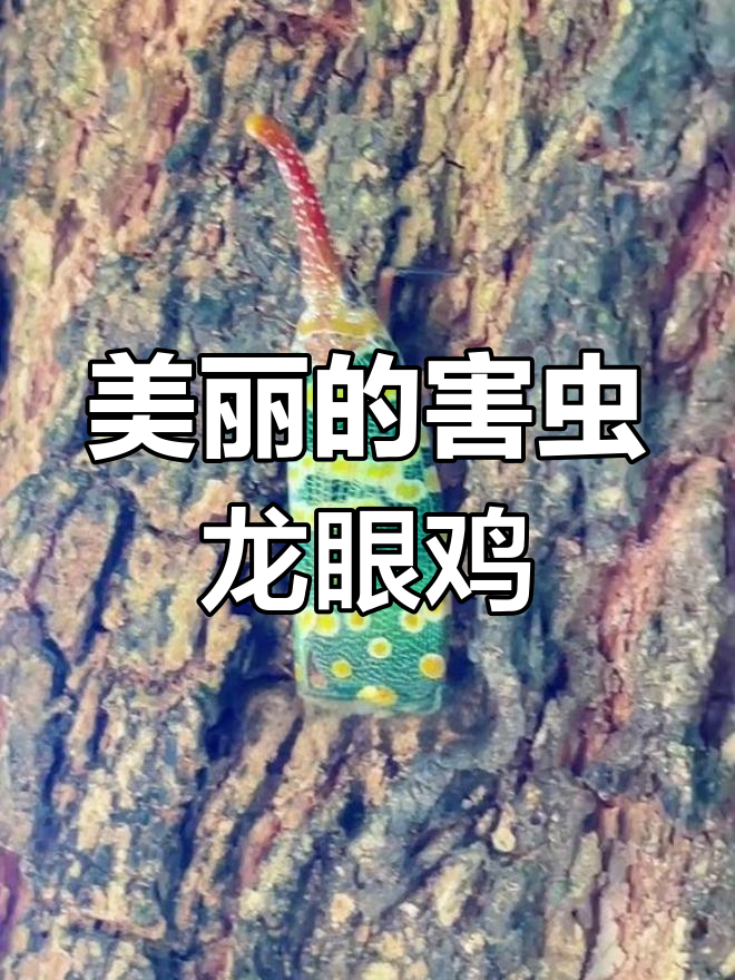 龙眼鸡:童年回忆中的昆虫玩具