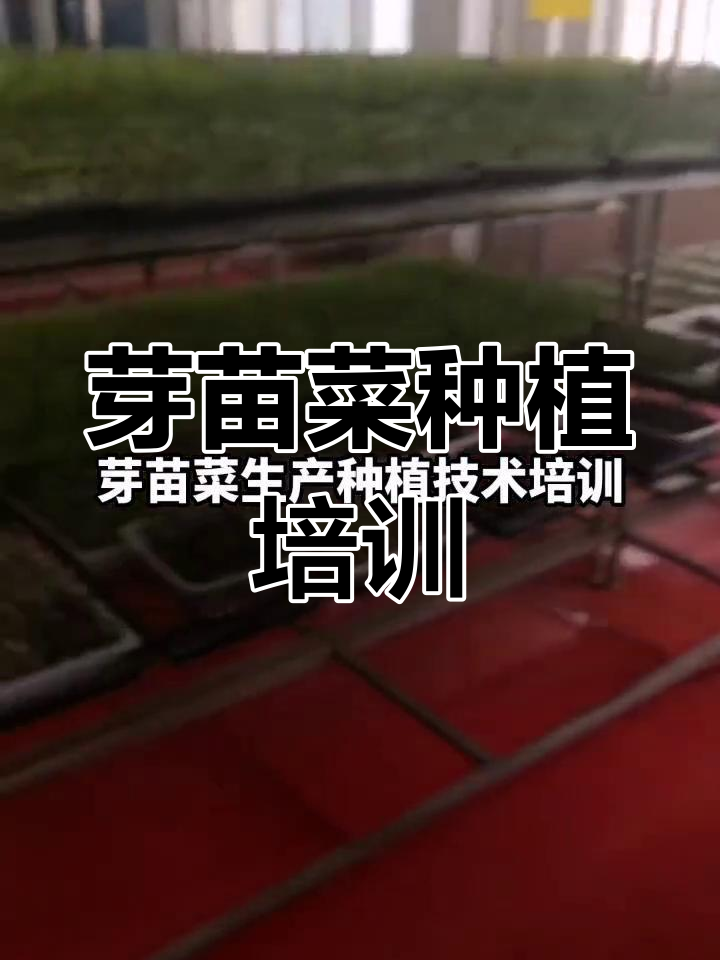 芽苗菜种植技术全解析,轻松掌握生产技巧