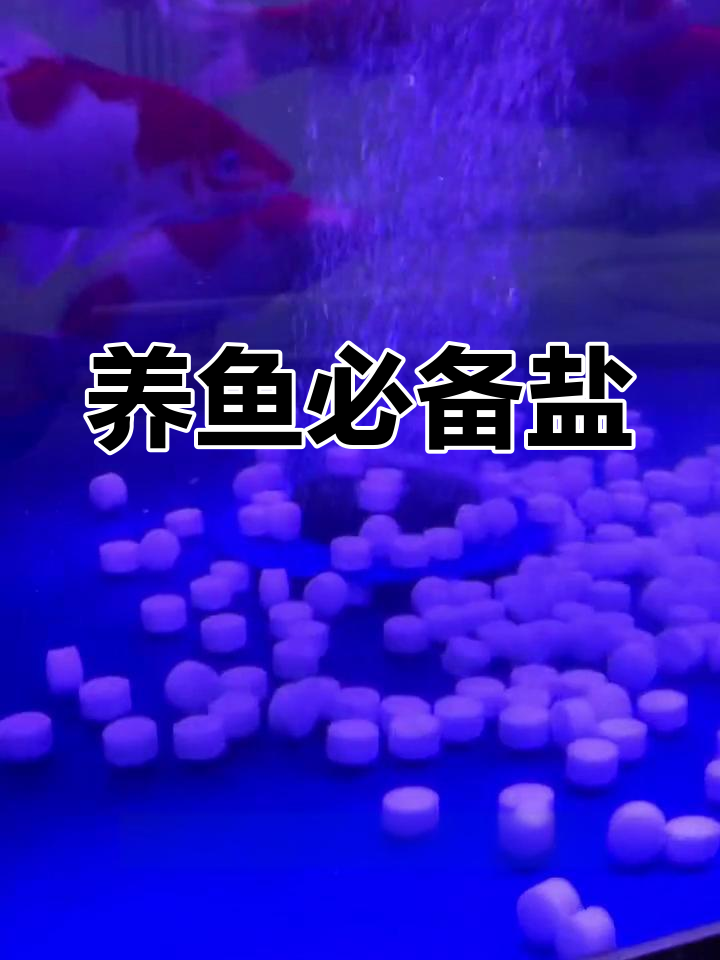锦鲤养殖中盐的作用与使用技巧