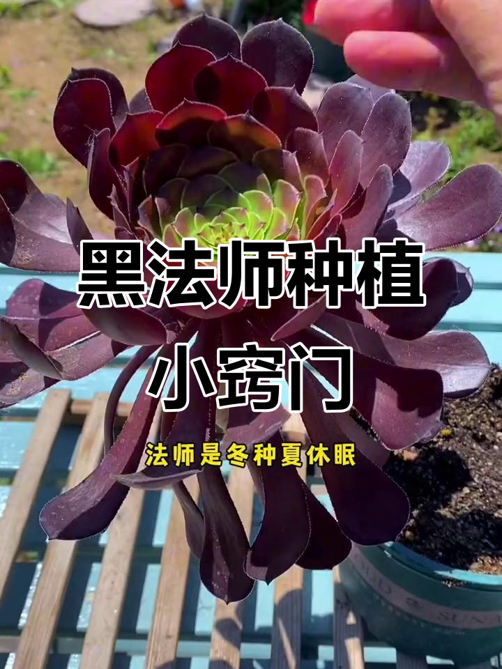 多肉植物黑法师养护全攻略:从修根到配土技巧