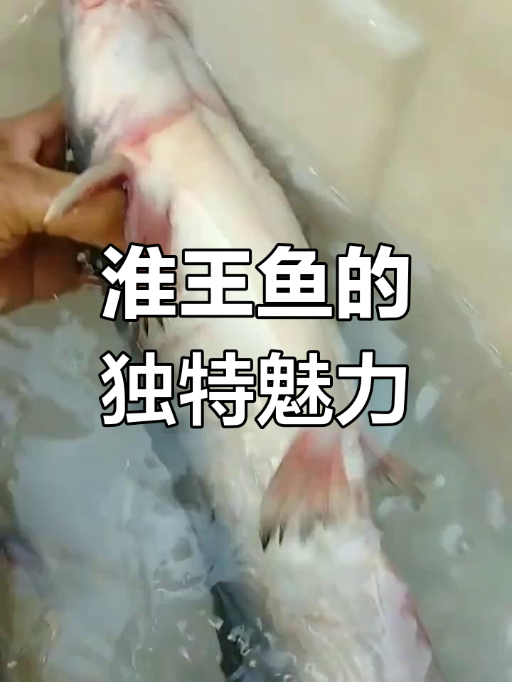 明光浮山淮王鱼:千里淮河的珍稀美味