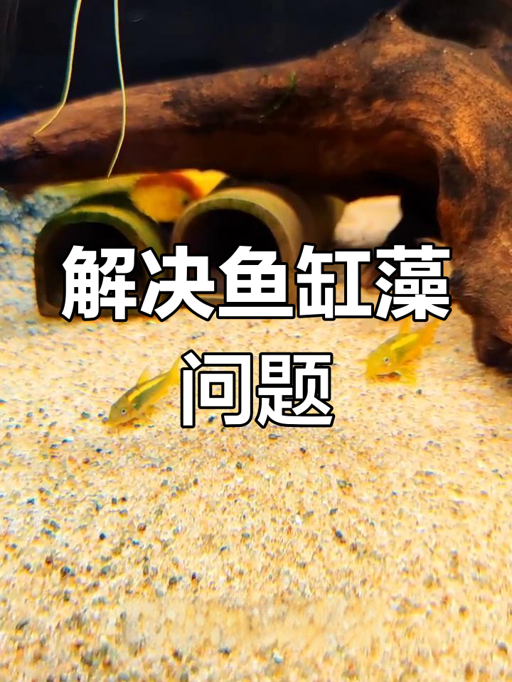 鱼缸藻类清理全攻略:从褐藻到绿斑,一招搞定