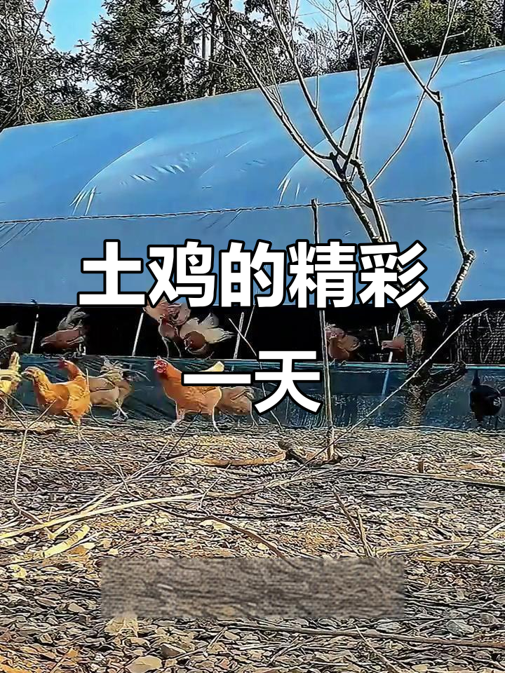 土鸡的一天:从晨雾到星河,生活比朋友圈更精彩