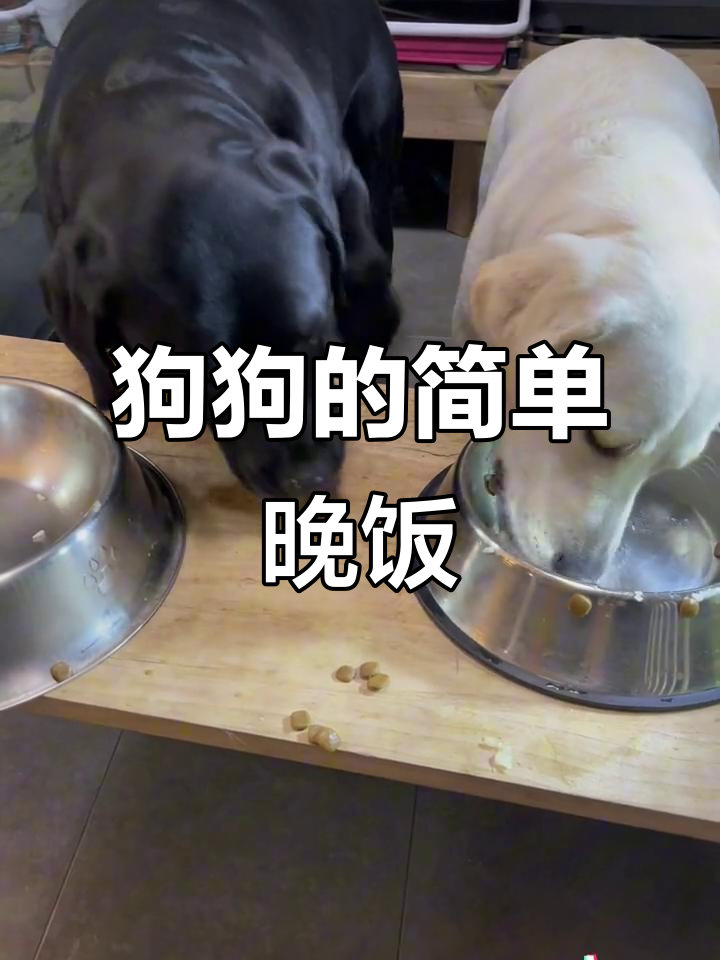 晚餐大揭秘:米饭、香肠、鸡蛋汤,狗狗吃得超开心