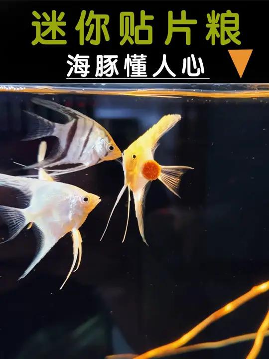 迷你贴片饲料不怕浪费了,深得人心,还是海豚的!贴片饲料 喂鱼 鱼粮 水族 养鱼日记