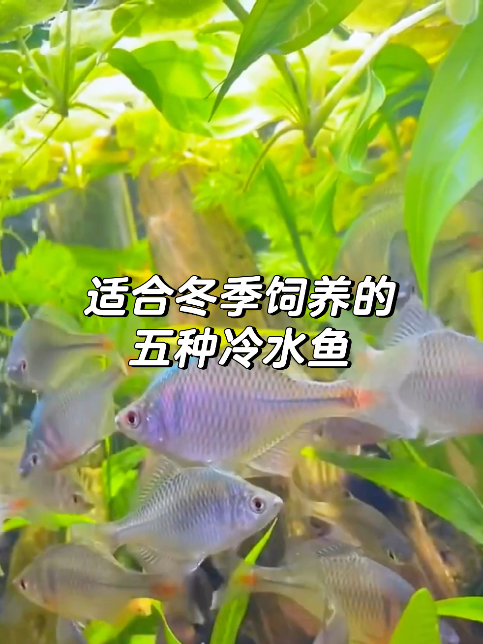 推荐五款冷水鱼,好看又好养!