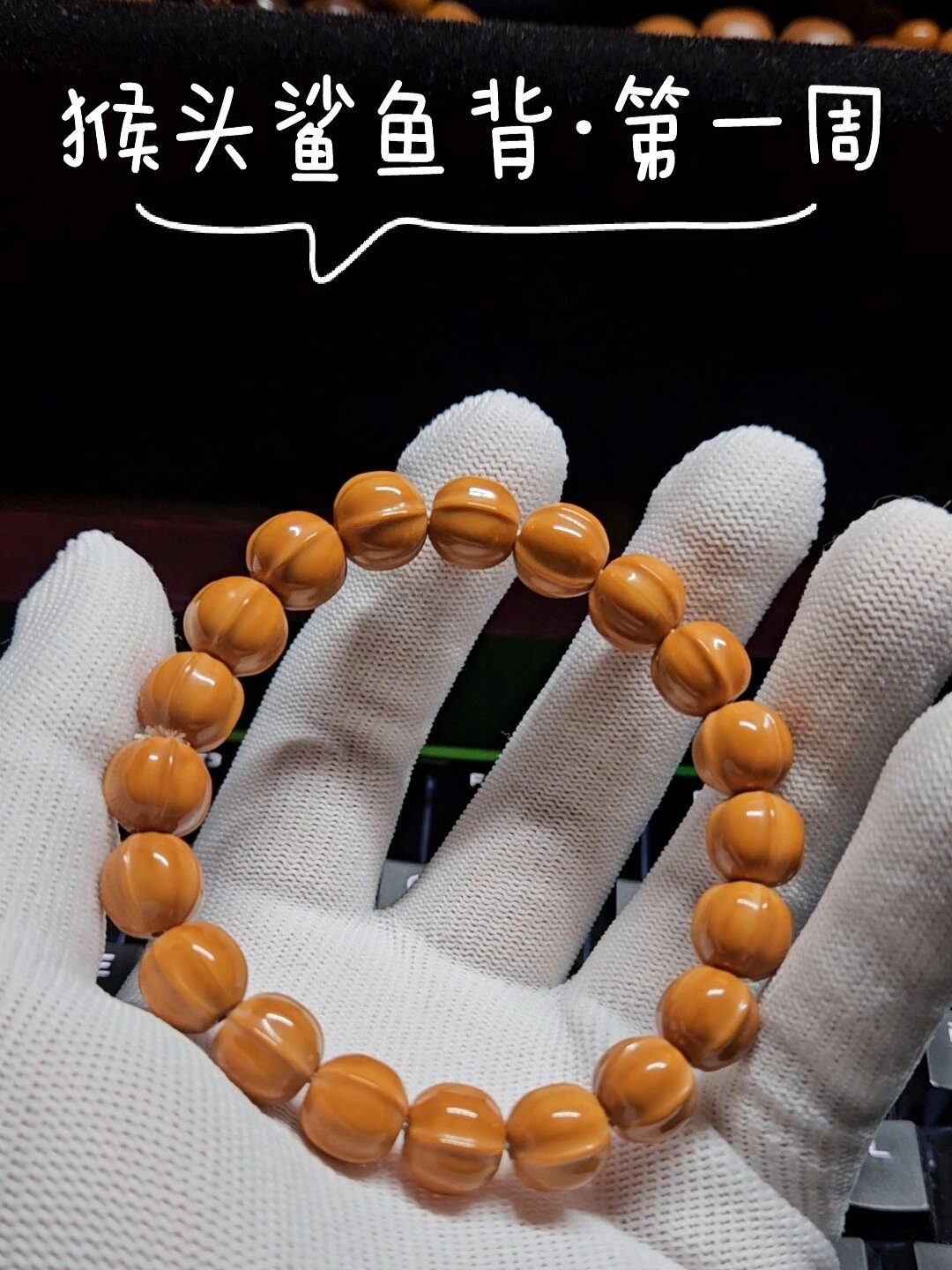 手串变形计之猴头鲨鱼背