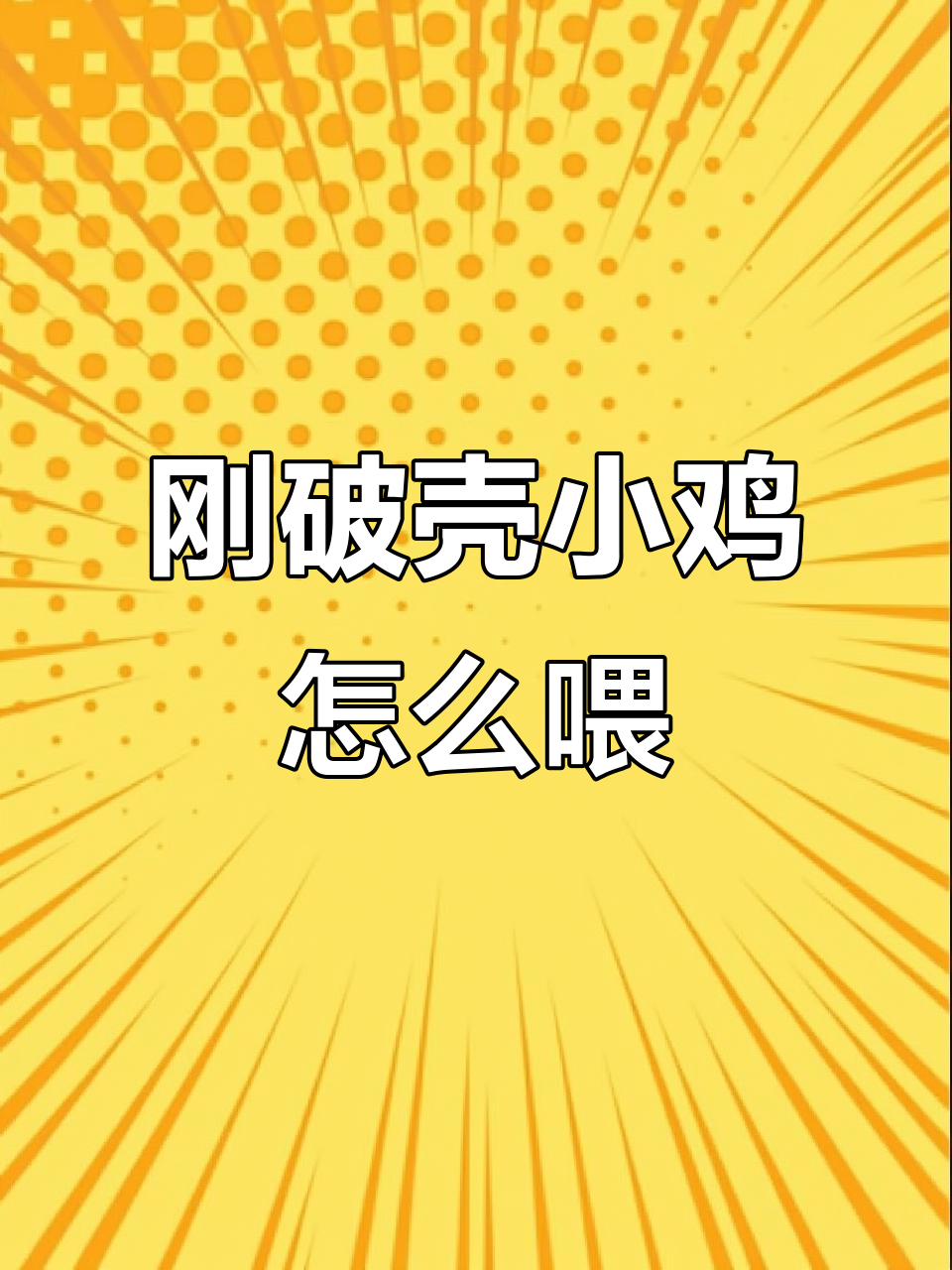 小鸡出生后如何喂养?从蛋黄到小米的成长之路