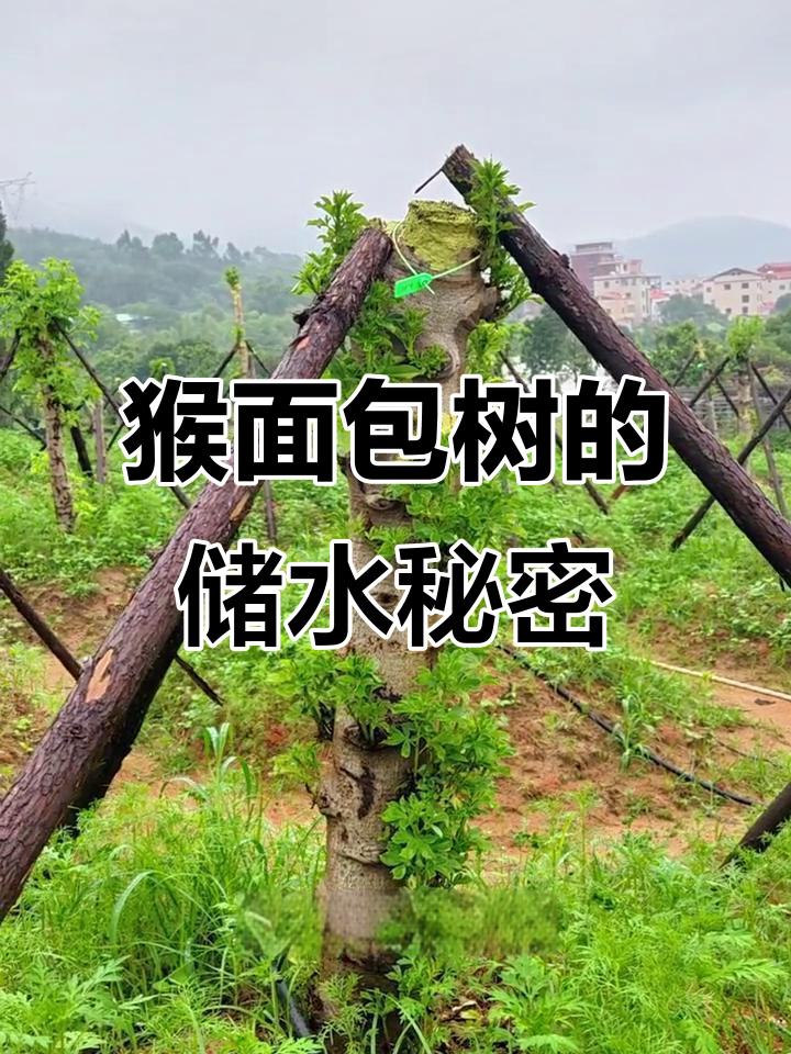 猴面包树如何储水?揭秘其独特结构与功能