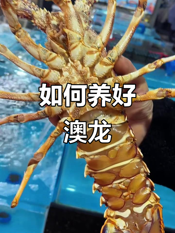 澳龙:龙虾中的“劳斯莱斯”,如何养殖才能保证其健康与美味?