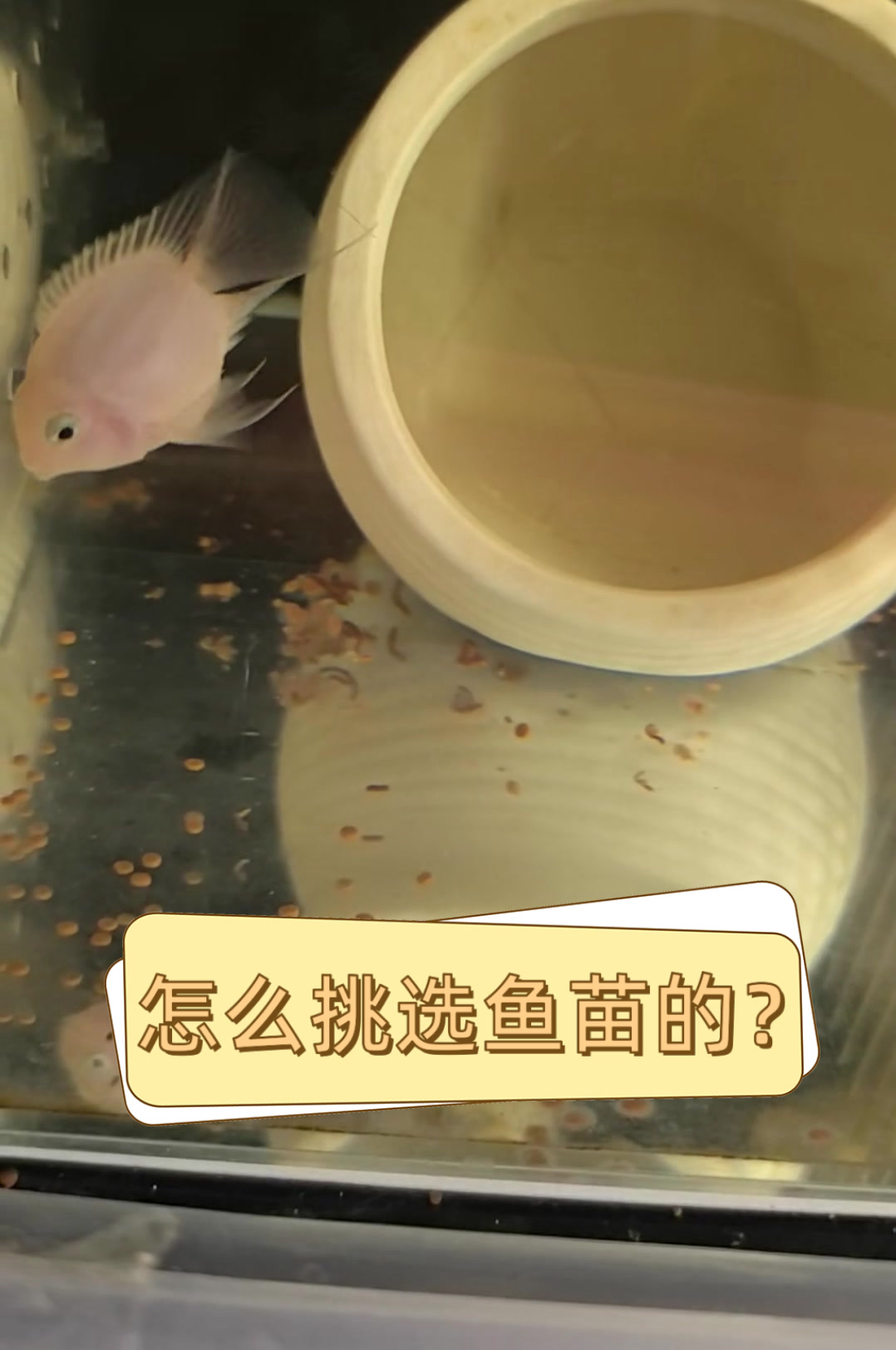 怎么挑选鱼苗的?