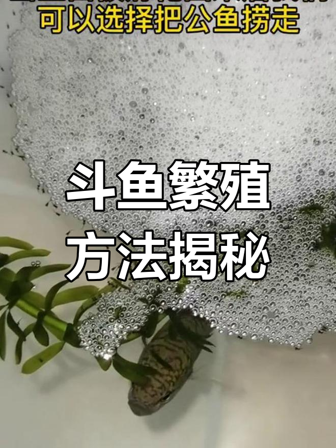 中国斗鱼繁殖全攻略:从孵化到开口,轻松掌握技巧