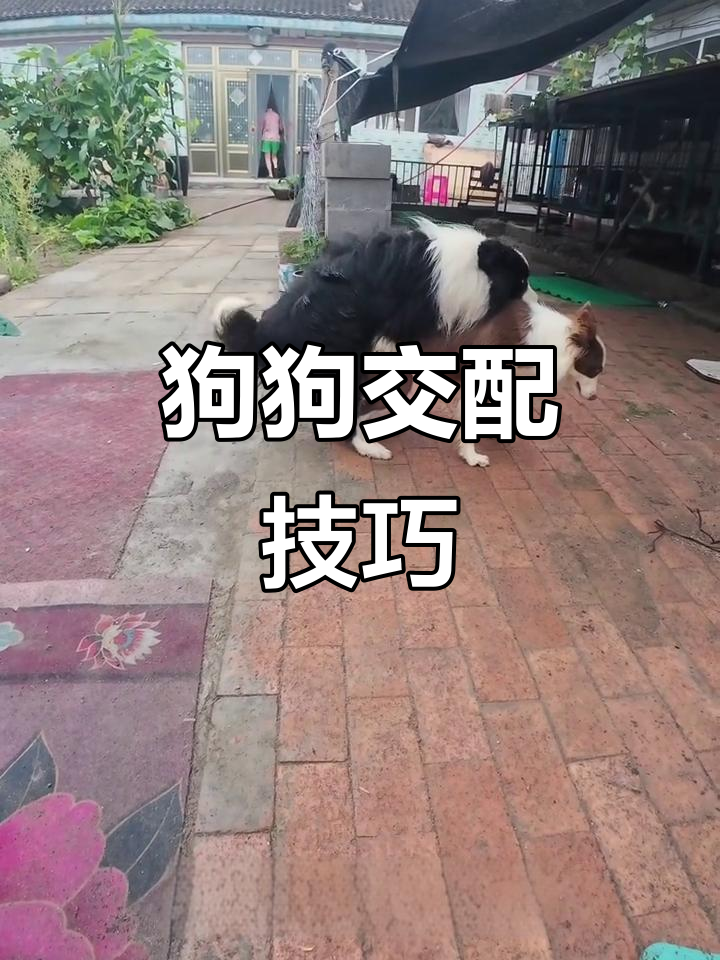狗狗配种全攻略:如何提高成功率与注意事项