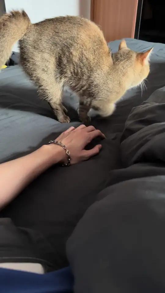 我们双鱼座是这样的 萌宠vlog猫咪