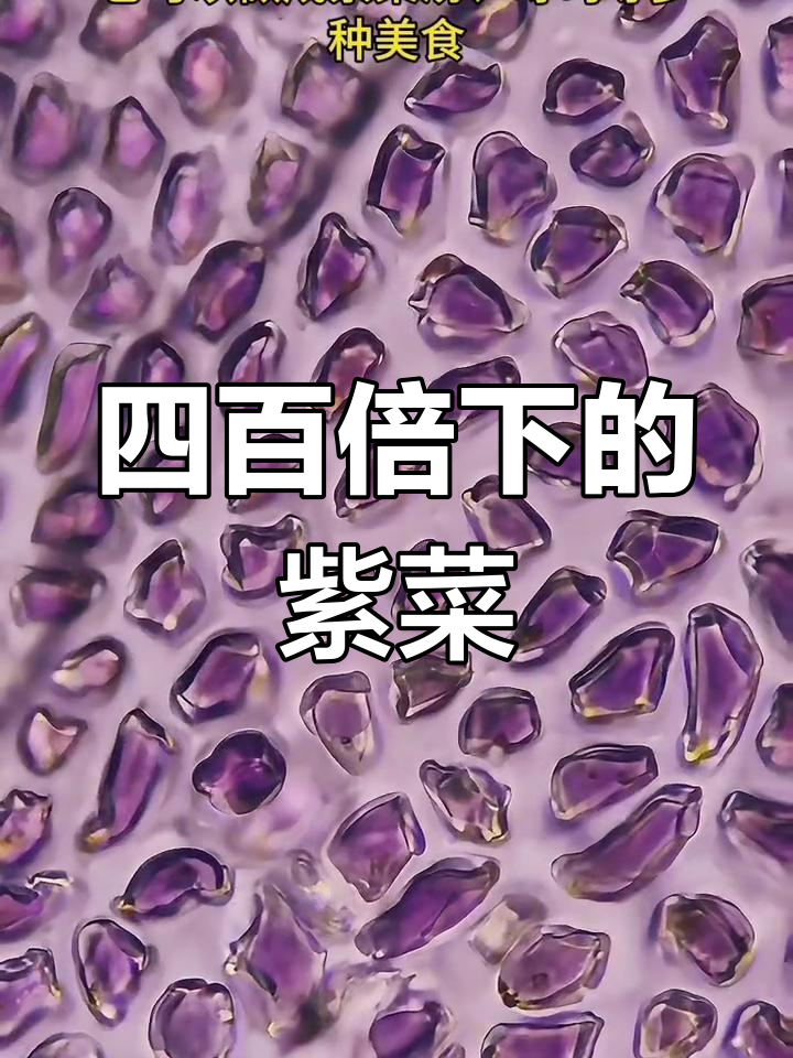 紫菜放大四百倍,竟然是这样的微观世界!