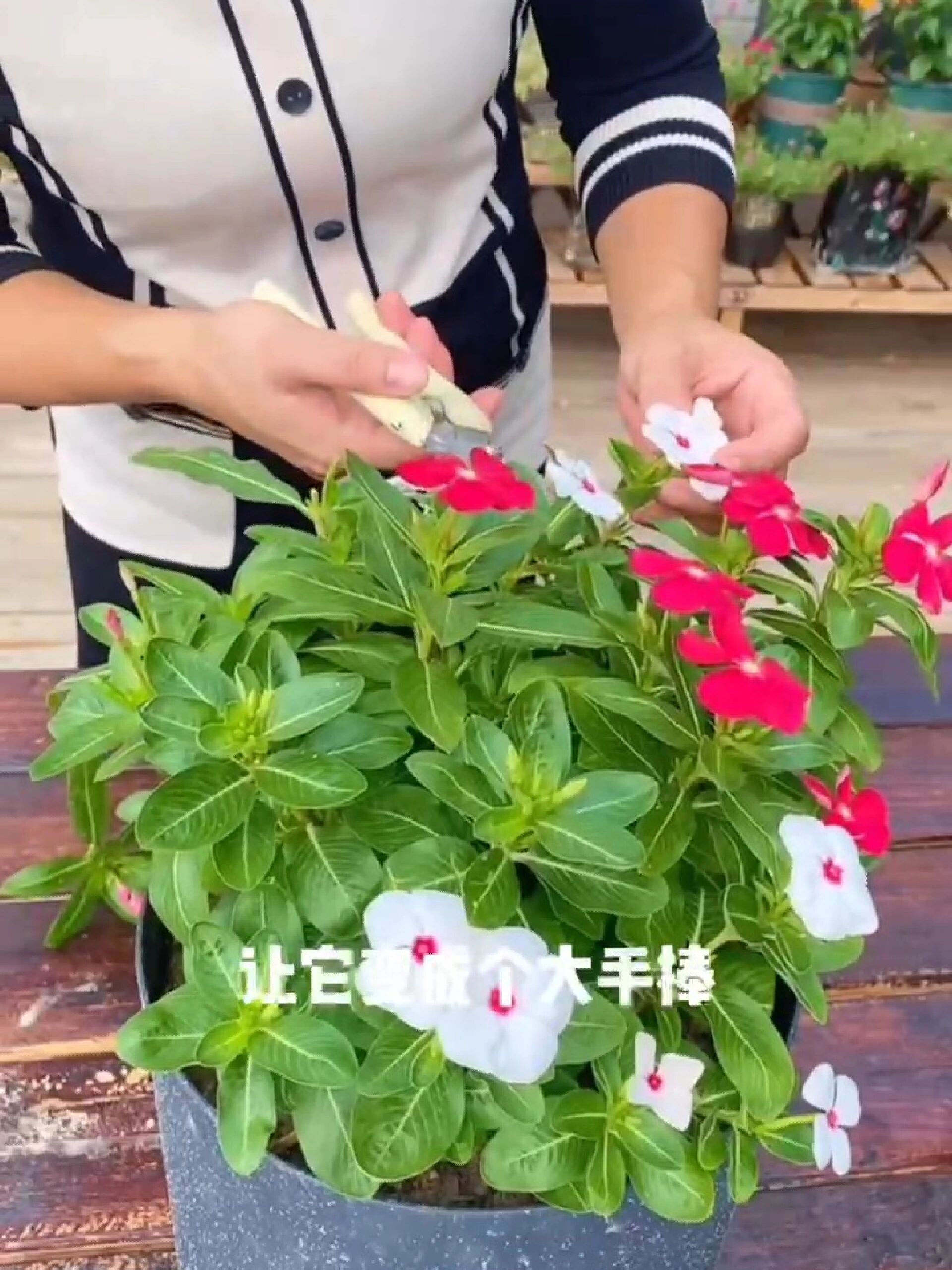 好看好养天天都开花 又叫天天开 五叶梅
