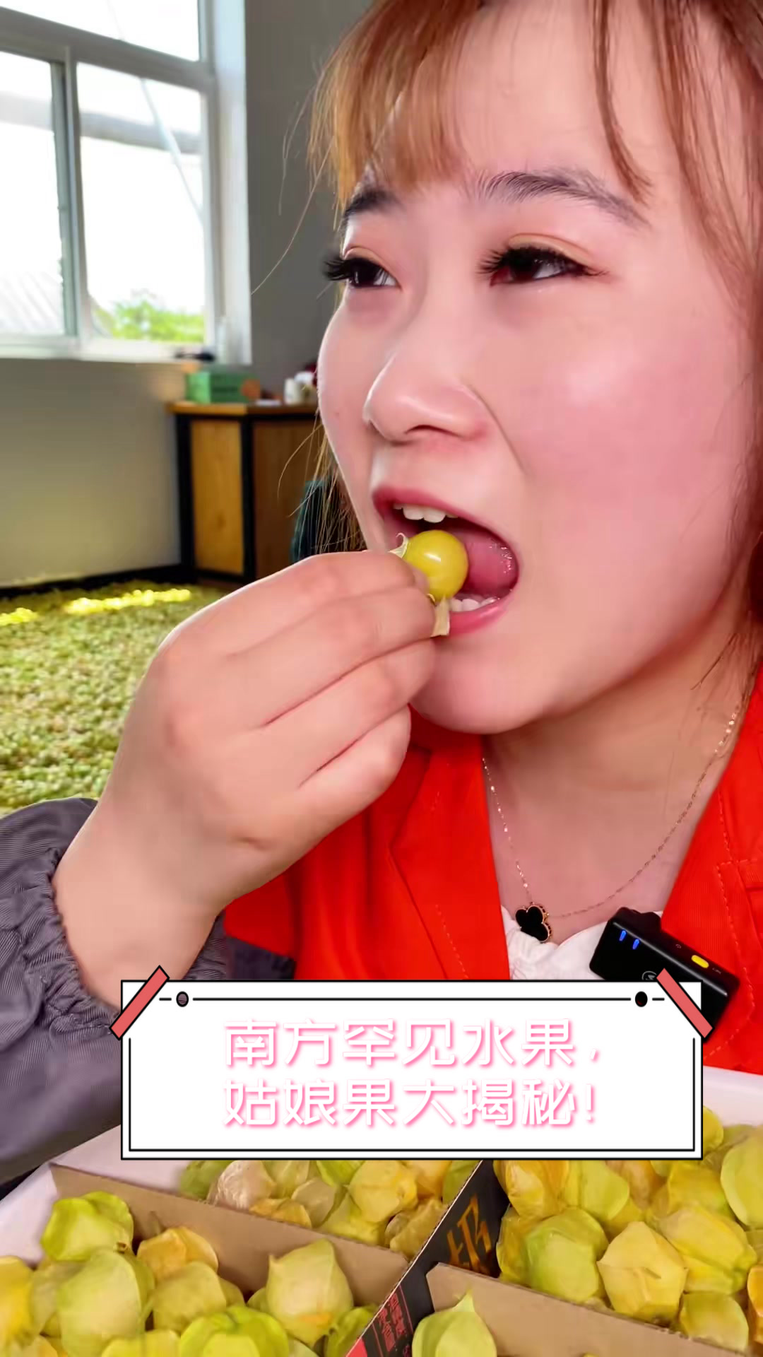 南方罕见水果,姑娘果大揭秘!