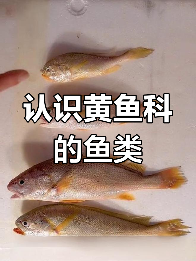 黄鱼科大揭秘:这些鱼的名称你知道吗?