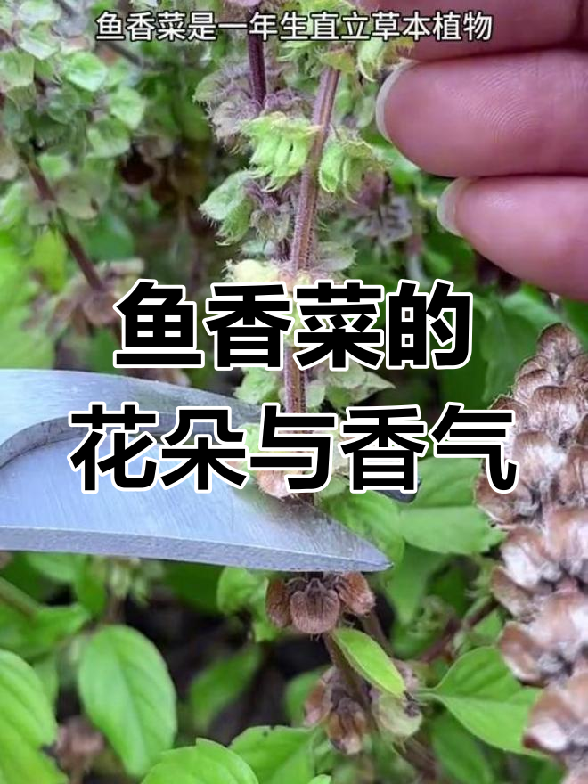 鱼香菜:香气扑鼻的草本植物,花朵晒干做香料