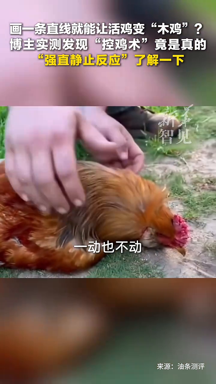 把鸡按地上,画一条线就能让它变“木鸡”?你知道是什么原理吗?