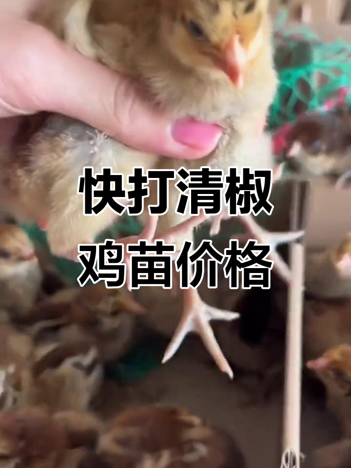 快大青脚麻鸡苗价格与养殖效益分析