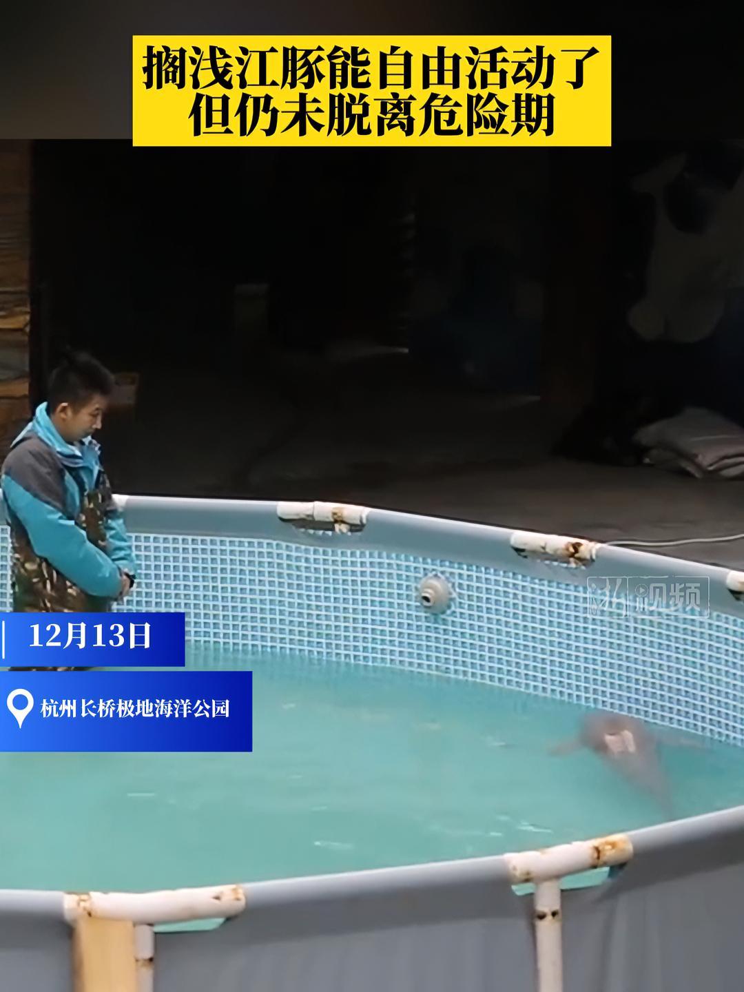 搁浅江豚能自由活动了,但仍未脱离危险期 12月5日,一条江豚在钱塘江边搁浅后被紧急救治。一