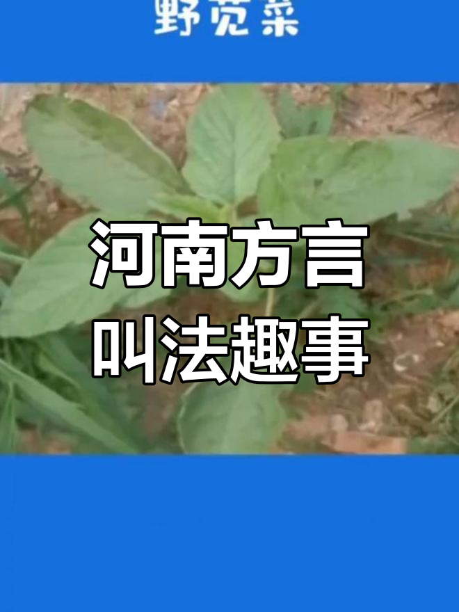 河南野菜大揭秘,方言版名称笑翻了