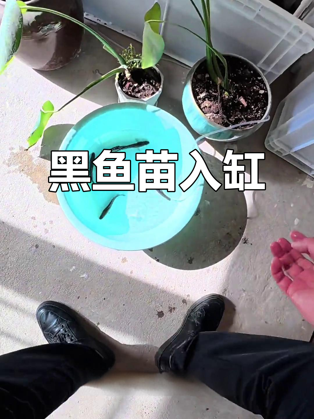 五条黑鱼苗入缸记,期待一个月后的成长变化