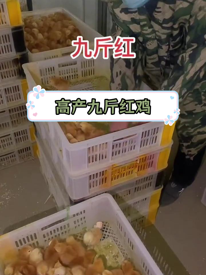 九斤红鸡苗孵化与饲养技巧