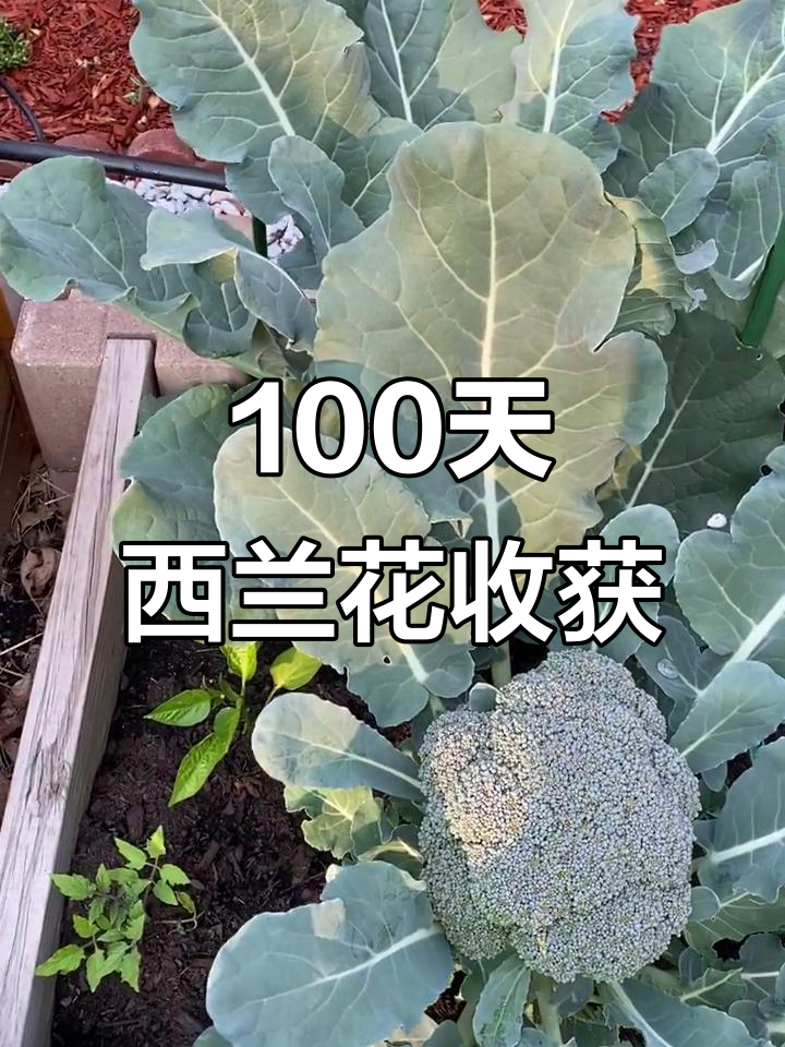 西兰花100天快速采摘,抗寒能力强!