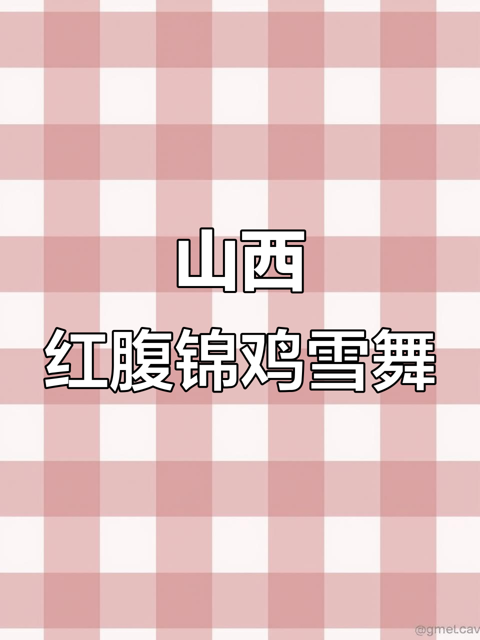 红腹锦鸡雪中嬉戏,如国画般美丽