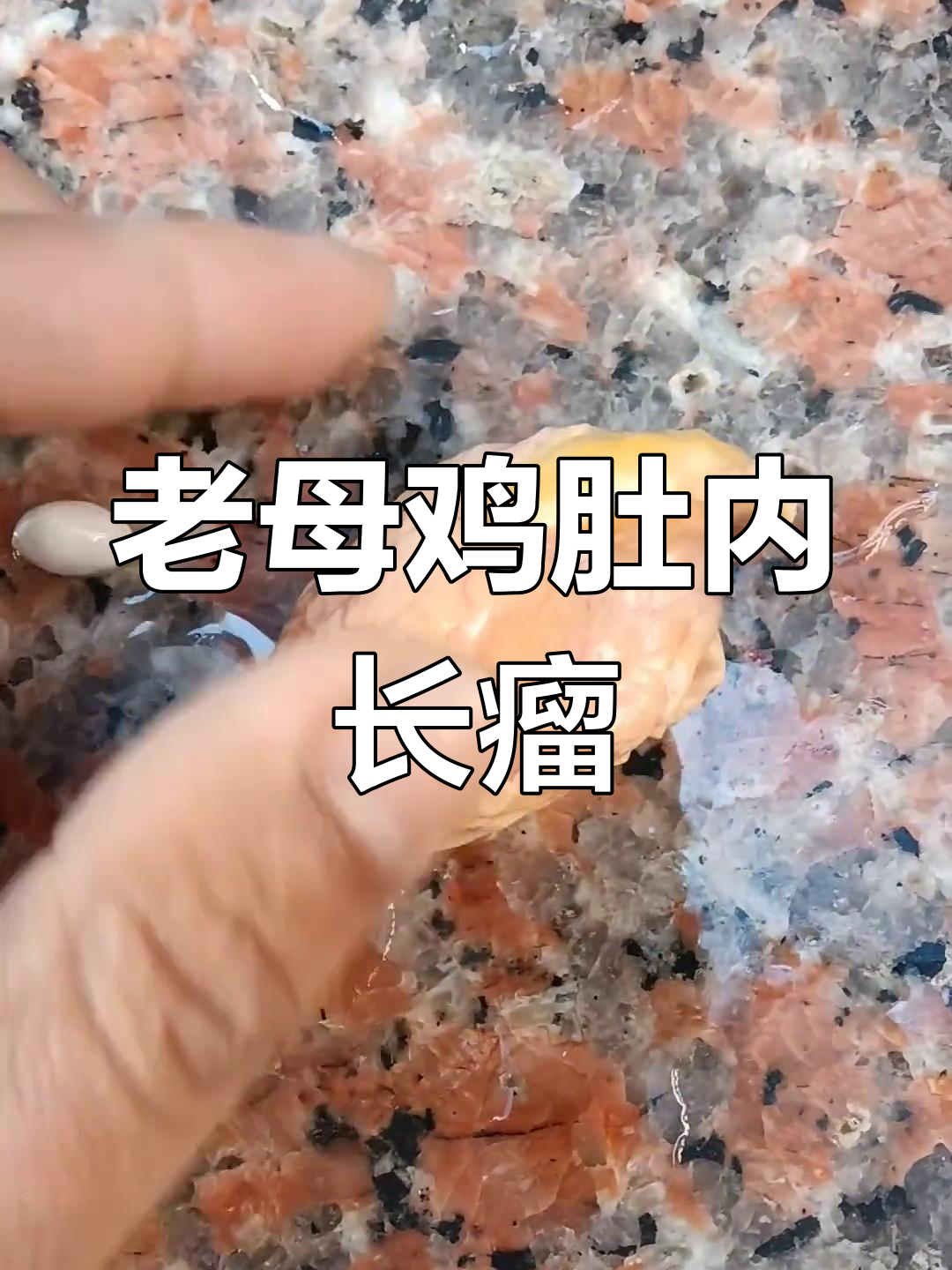 农村老母鸡肚子里发现异物,能吃吗?