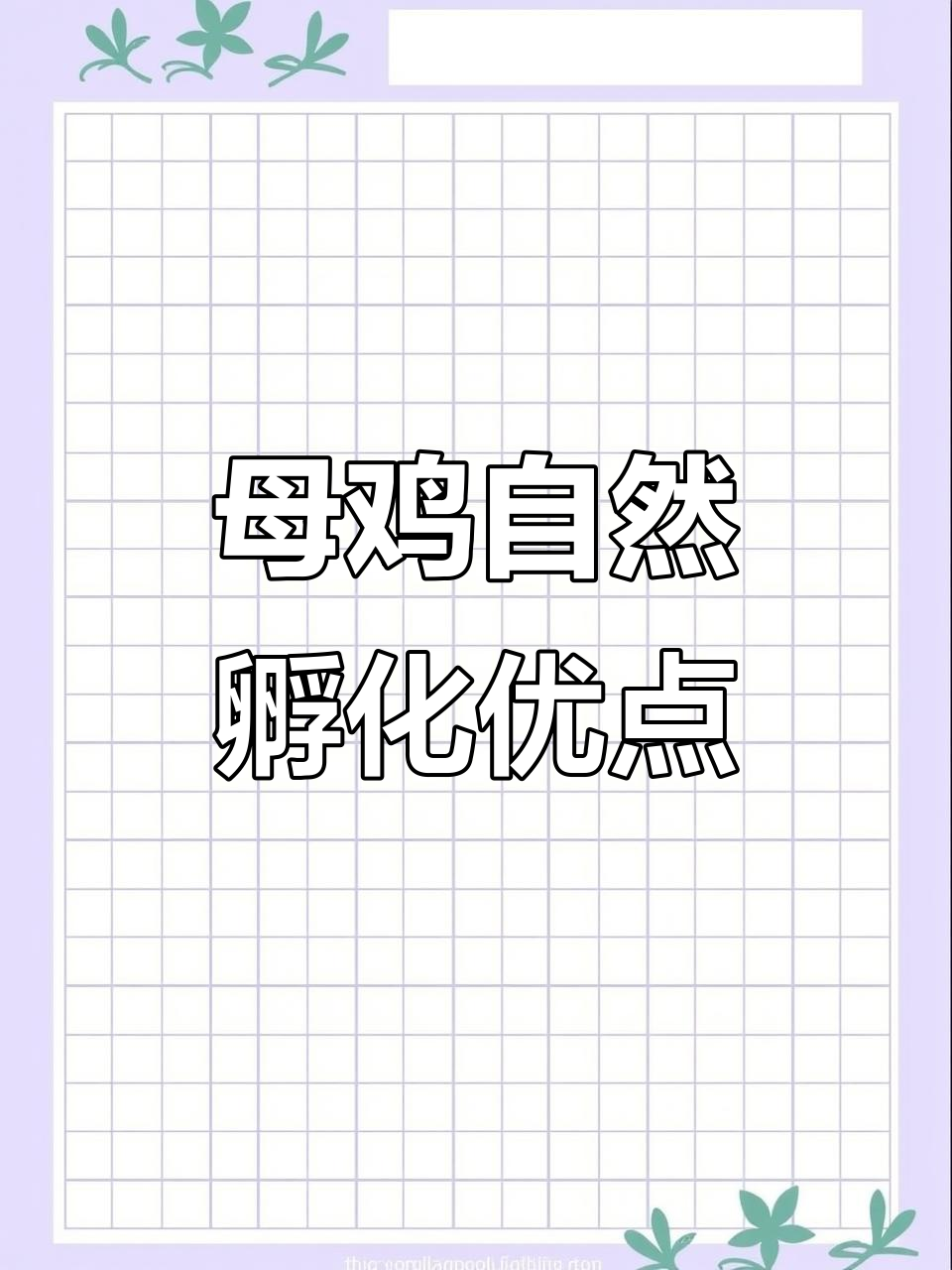 母鸡孵小鸡的三大优势,散养土鸡更健康
