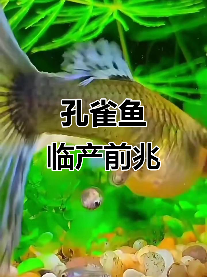 孔雀鱼生产前的四大征兆,快来看看吧!