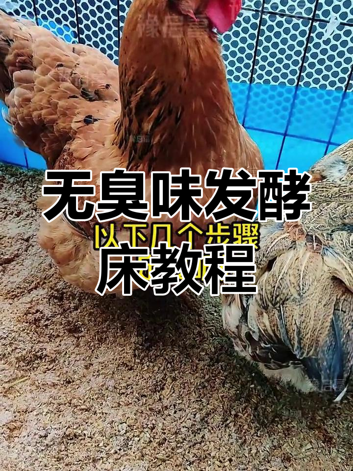 制作无臭发酵床,告别养鸡又脏又臭