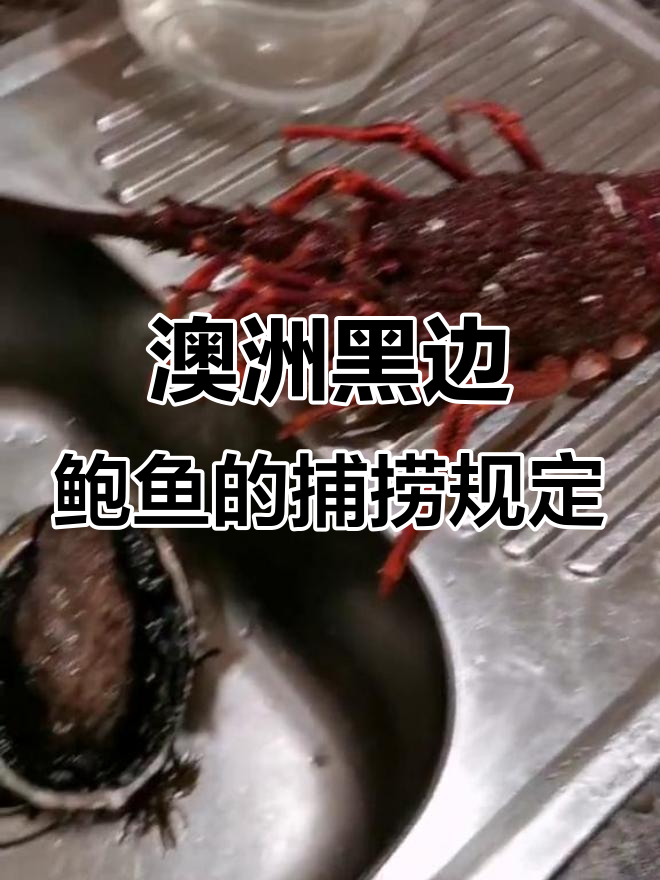 澳洲黑边鲍鱼:塔斯马尼亚限制与捕捉规则