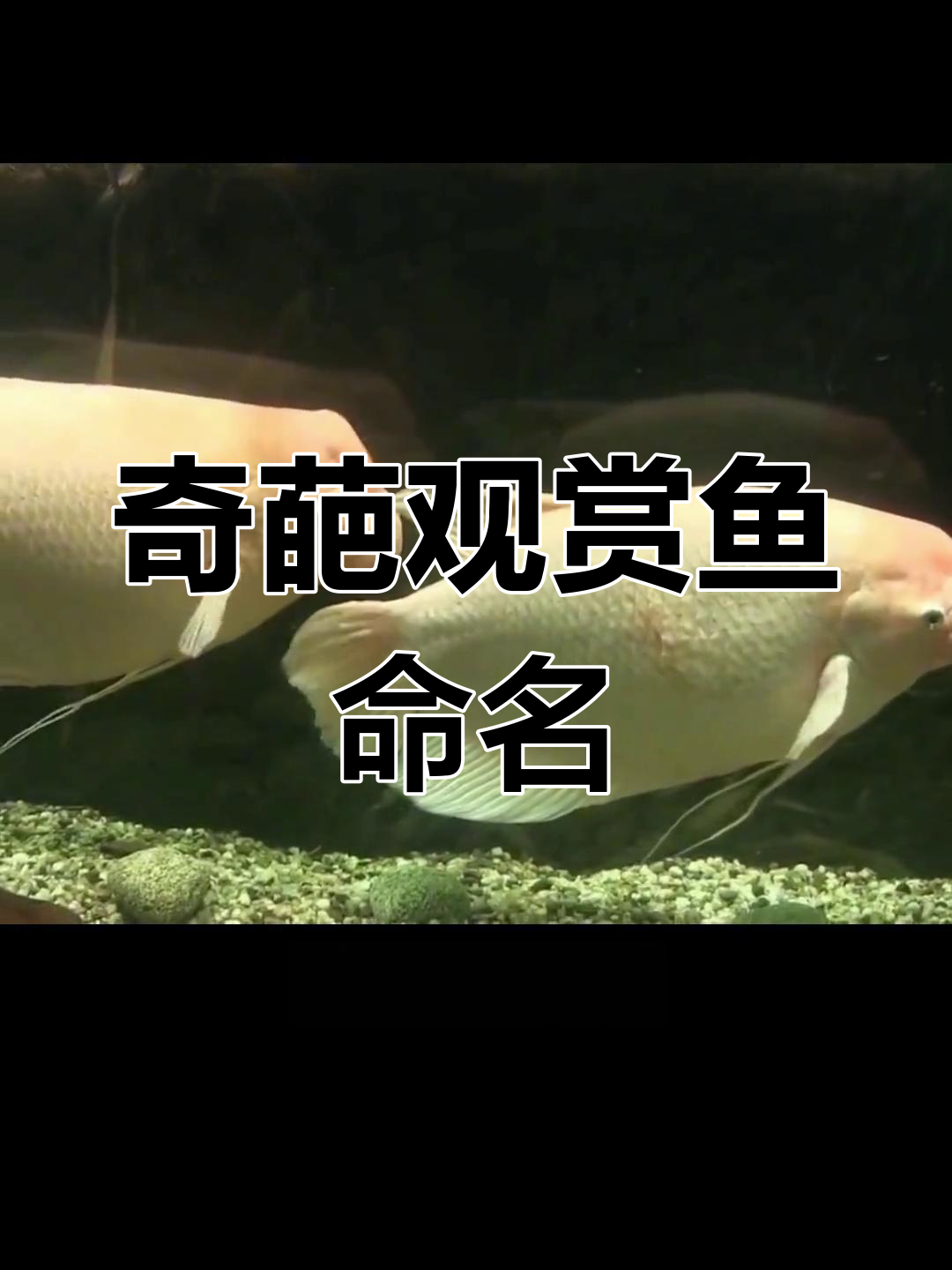 各种离谱的观赏鱼名字,你知道几个?