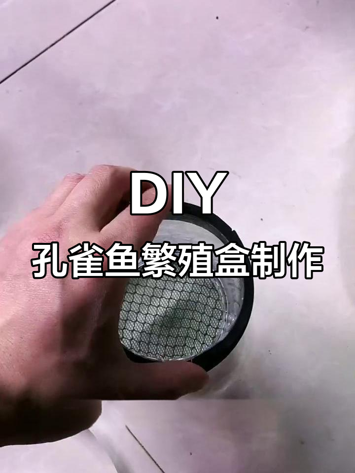 自制孔雀鱼繁殖盒教程,轻松打造理想孵化环境