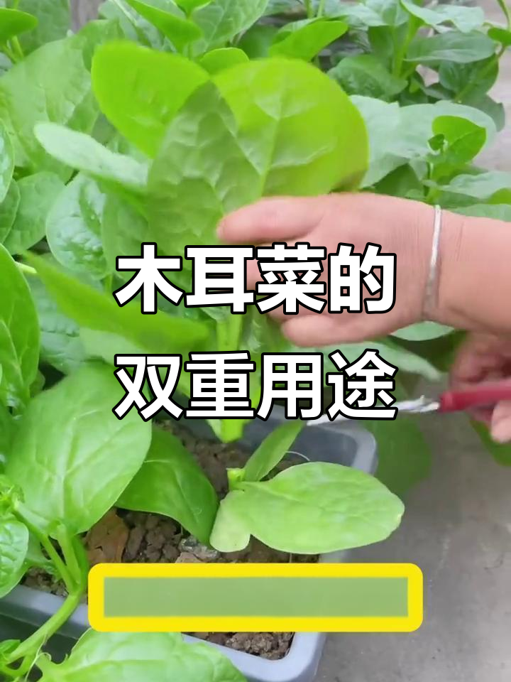 木耳菜果实竟是天然染料,叶子也能做美食!