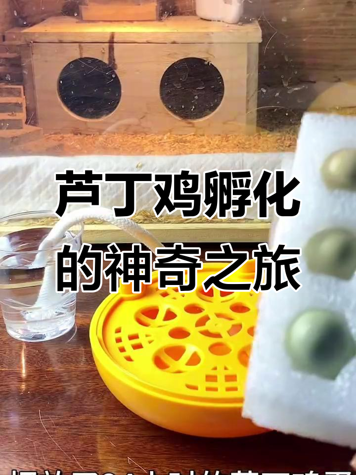 芦丁鸡孵化全过程揭秘，7天照蛋看受精情况