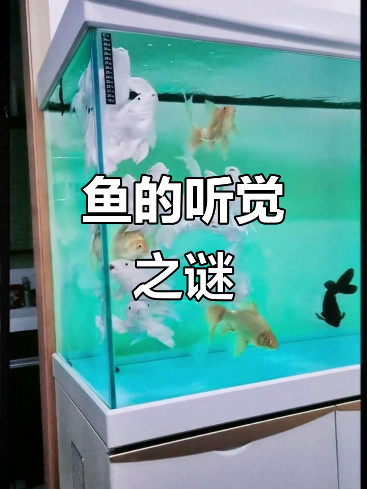 鱼真的能听到声音吗?它们有耳朵吗,还是靠其他方式感知?