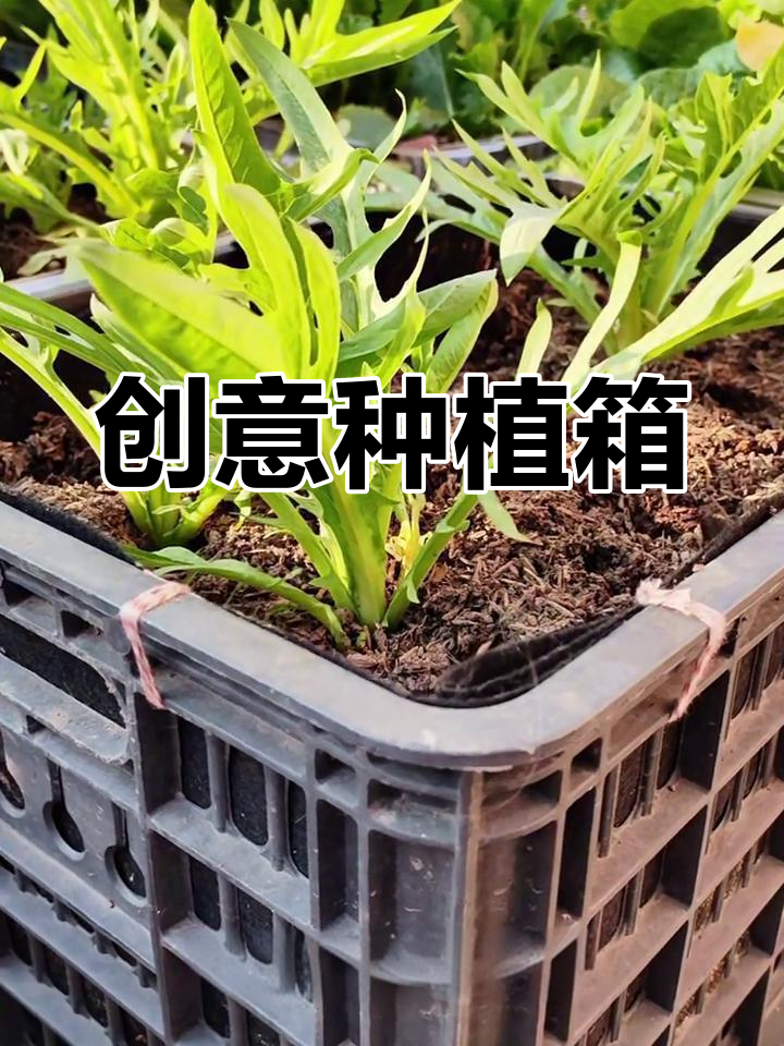 用土工布打造种植箱,通风又美观,轻松种出健康蔬菜