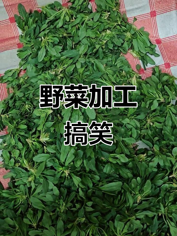 武都方言幽默:野菜加工大计,今年必成!