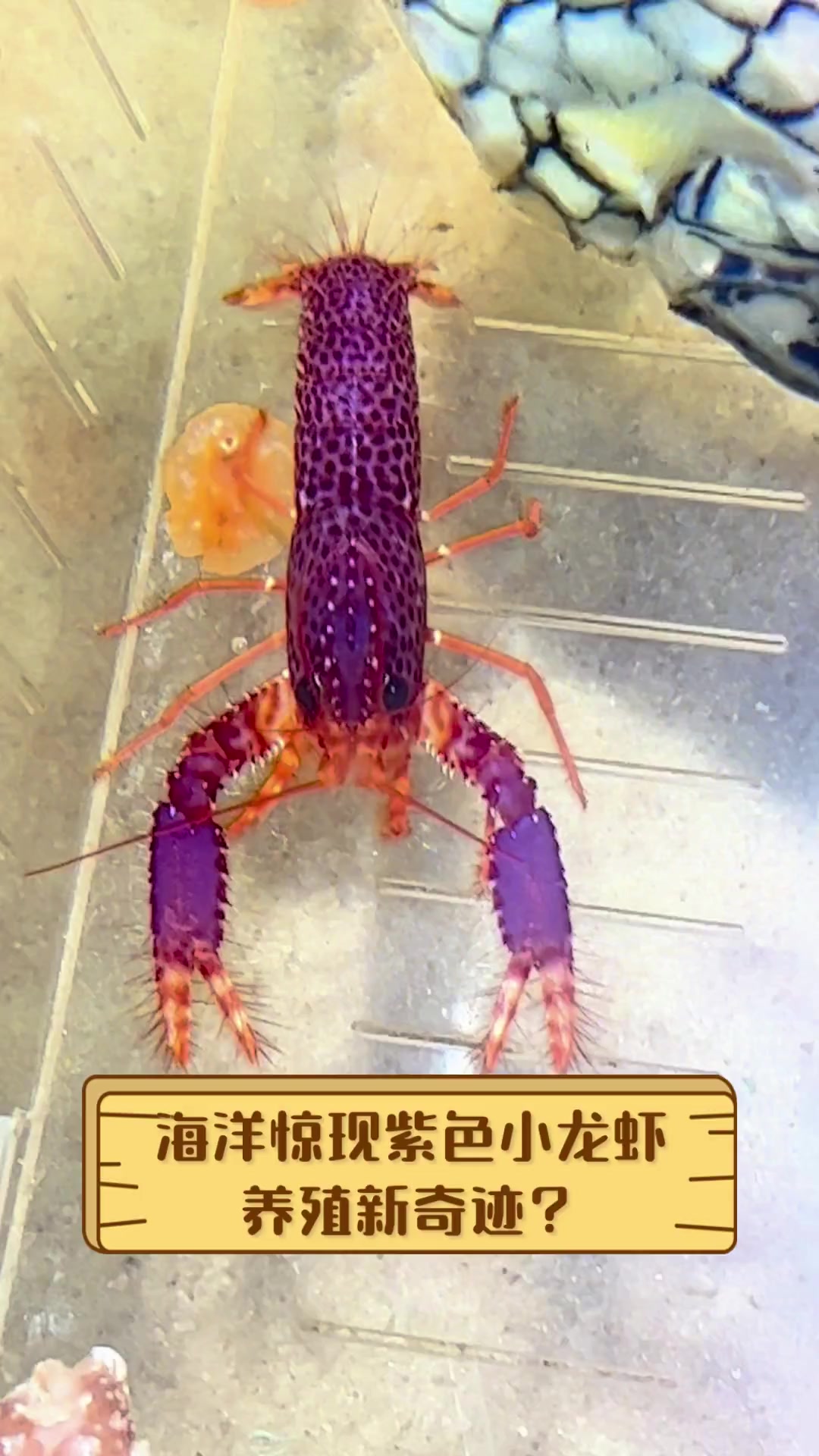 海洋惊现紫色小龙虾,养殖新奇迹?