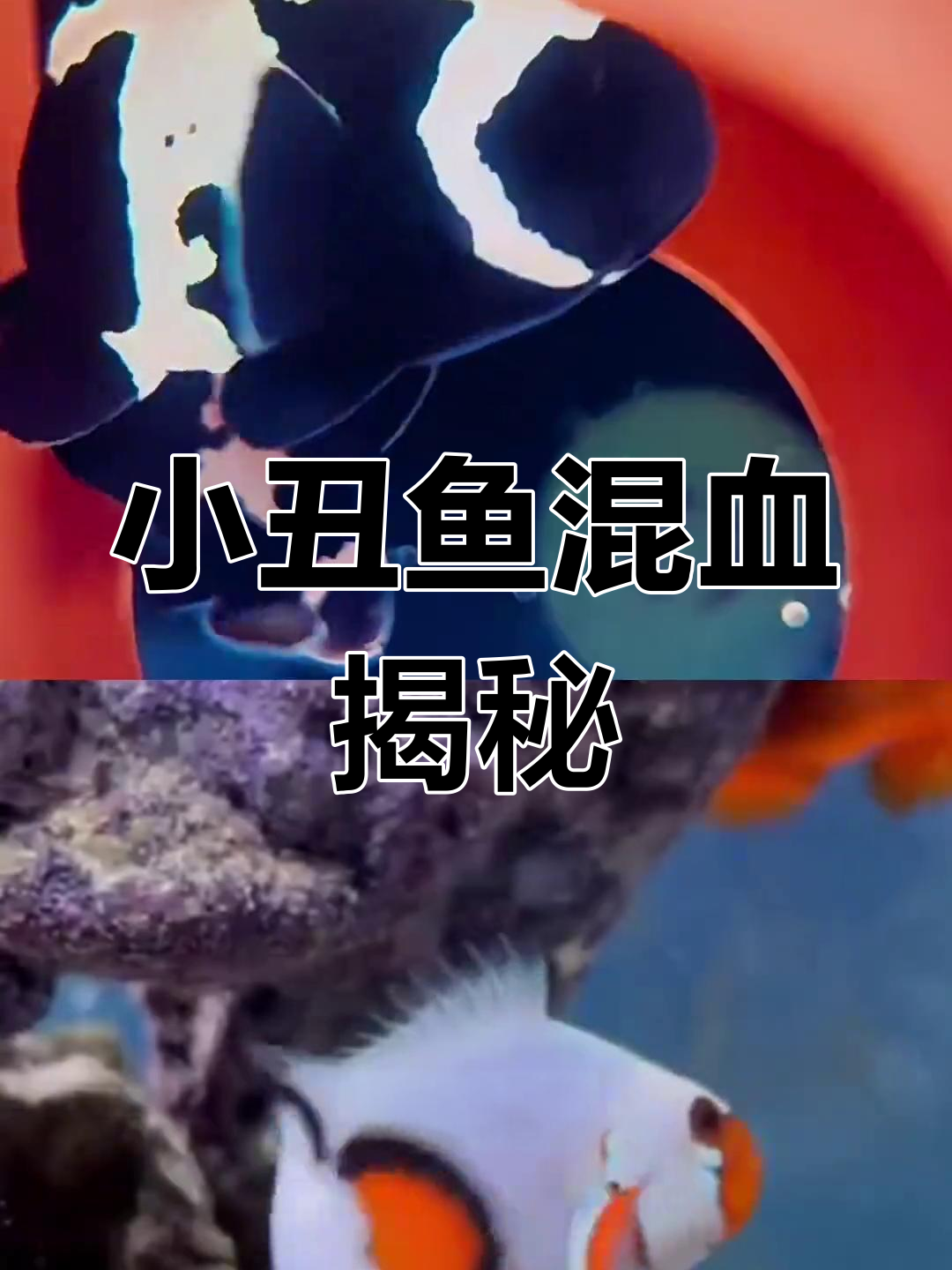 人工小丑鱼的混血起源与品种演变