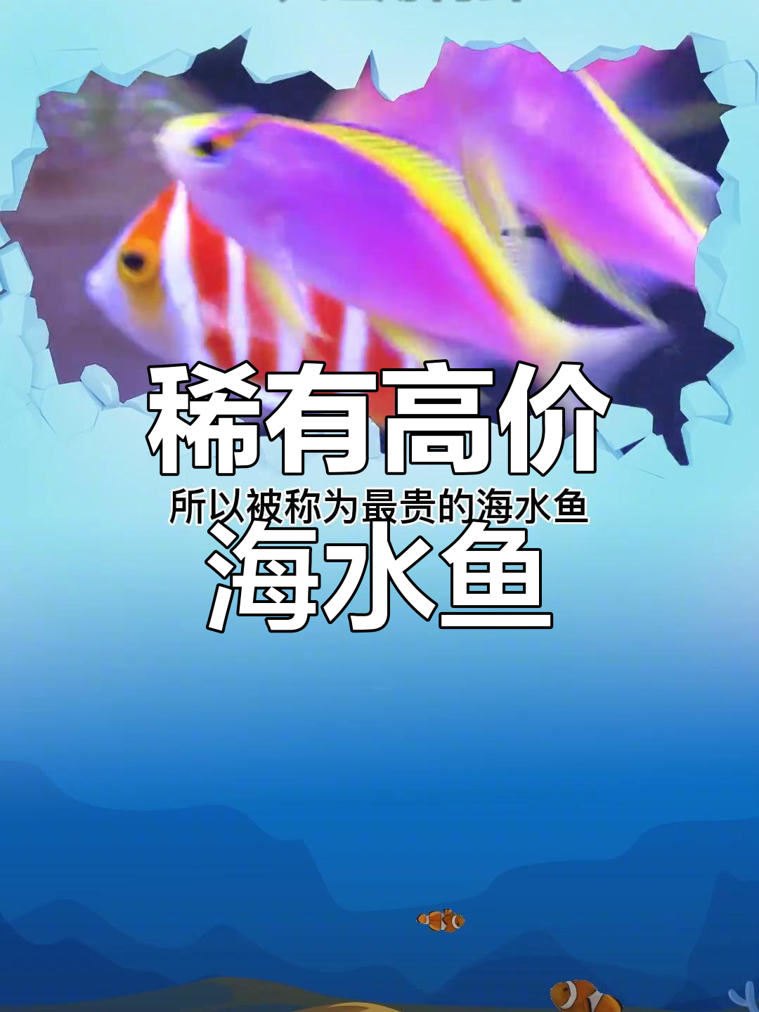 世界最昂贵海水鱼盘点