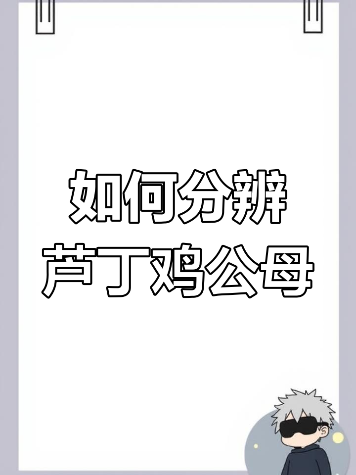 芦丁鸡公母分辨全攻略,教你轻松辨别!