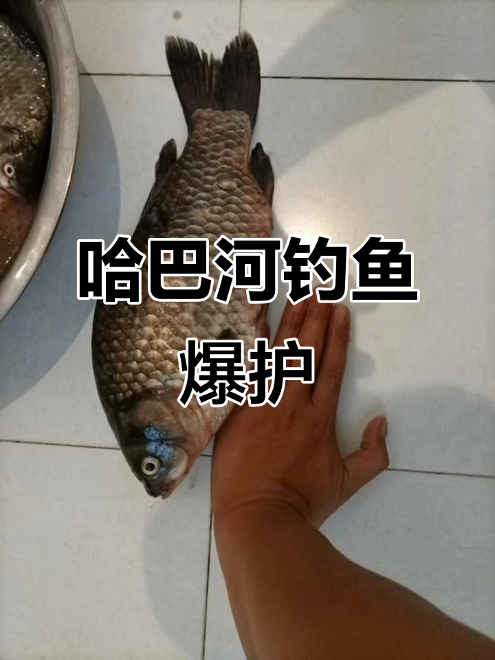 新疆阿勒泰哈巴河县野钓,爆护公斤鲫鱼!