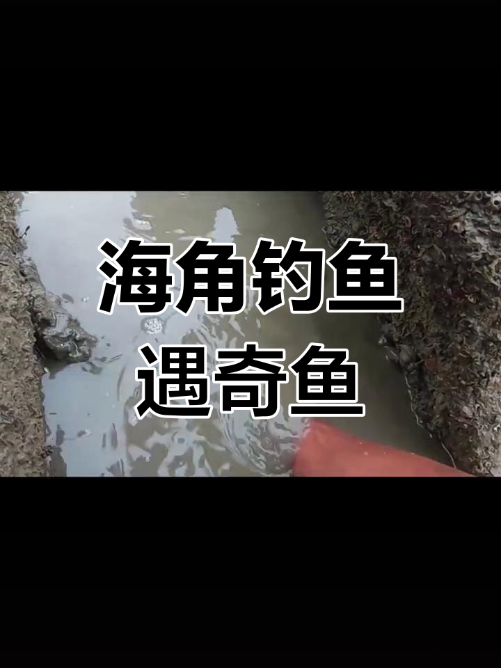 禁渔期海角钓鱼,意外钓到花纹鱼引游客围观