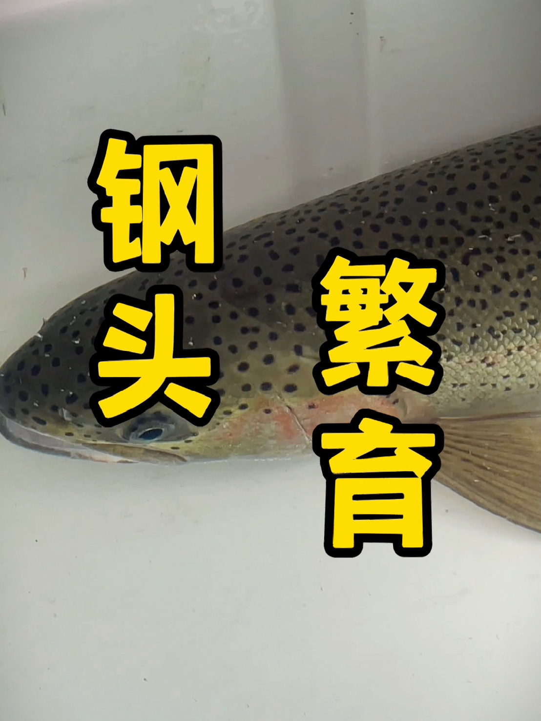繁育鱼苗,放流鱼苗,让钓鱼的快乐延续下去